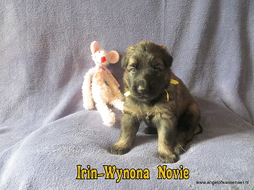 Irin-Wynona Novie, grauw ODH teefje van 3 weken oud